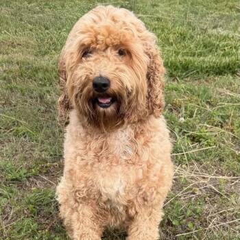 Maggie Rae 22580 -  Goldendoodle Dog for Adoption in Cumming, Georgia - Maggie Rae 22580 | PetCurious