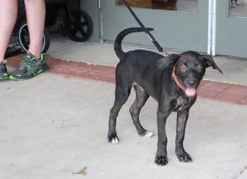 Jaxson -  Terrier and Labrador Retriever Dog for Adoption in Pflugerville, Texas - Jaxson | PetCurious