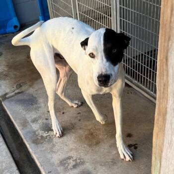 Knox -  Hound Dog for Adoption in Belleville, Illinois - Knox | PetCurious