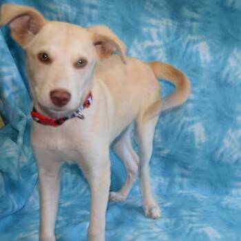 Stokes -  Husky and Mixed Breed Dog for Adoption in Eureka, California - Stokes | PetCurious