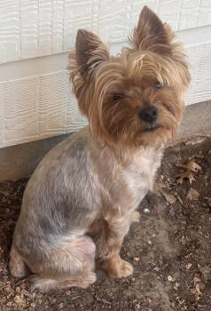 Yorkshire Terrier Dogs Available for Adoption in Lakewood Village, Texas - Cobi | PetCurious