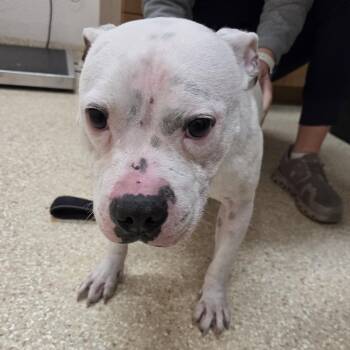 JJ -  Staffordshire Bull Terrier Dog for Adoption in Reno, Nevada - JJ | PetCurious