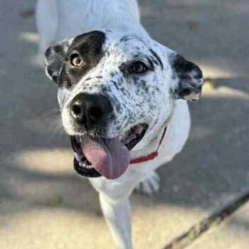 Rescue American Staffordshire Terrier and Australian Cattle Dog Blue Heeler Dogs for Adoption in The Colony, Texas - Milkshake | PetCurious
