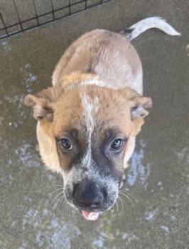Rescue Australian Cattle Dog Blue Heeler Dogs for Adoption in Rancho Cucamonga, California - Ross | PetCurious