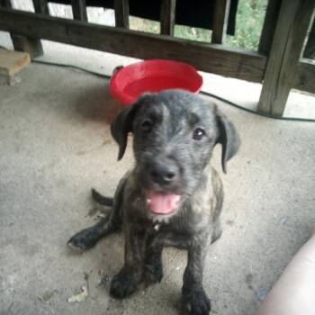 JOE -  Wirehaired Terrier Dog for Adoption in Chicopee, Massachusetts - JOE | PetCurious