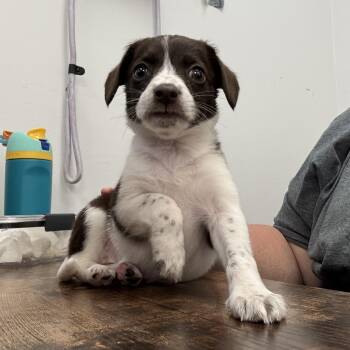 Lena -  Beagle and Chihuahua Dog Available for Adoption - Lena | PetCurious