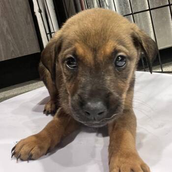 German Shepherd Dog and Mixed Breed Dogs Available for Adoption in Tampa, Florida - Jack | PetCurious