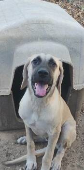 PRISCILLA -  Anatolian Shepherd Dog for Adoption in Saint Jo, Texas - PRISCILLA | PetCurious