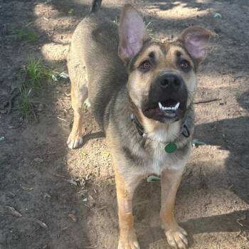 Gator -  Mixed Breed and None Dog for Adoption in Buffalo, Minnesota - Gator | PetCurious