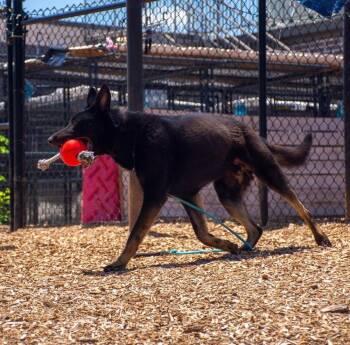 Pharaoh -  German Shepherd Dog Dog Available for Adoption in Dacula, Georgia - Pharaoh | PetCurious
