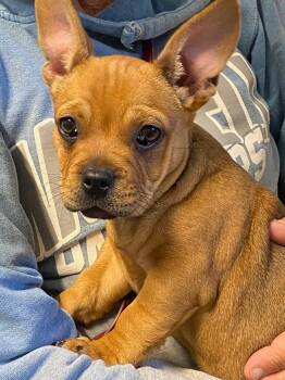 Rescue French Bulldog Dogs for Adoption in Davis, California - Sir Duke | PetCurious