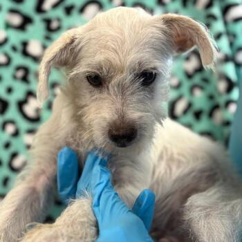 Falcor -  Schnauzer and Mixed Breed Dog for Adoption in San Antonio, Texas - Falcor | PetCurious