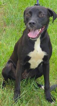 Jennings -  Labrador Retriever Dog for Adoption in Morristown, Tennessee - Jennings | PetCurious