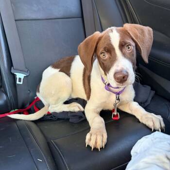 Mac -  Labrador Retriever and Hound Dog for Adoption in Levittown, New York - Mac | PetCurious