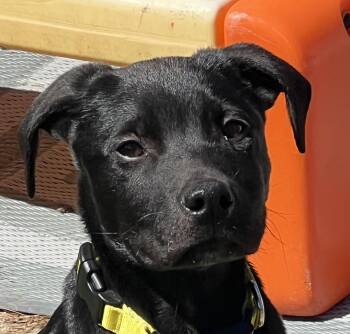 Labrador Retriever and Jack Russell Terrier Dogs Available for Adoption in Andover, Massachusetts - Fargo Famous - Local Pup | PetCurious