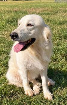 Lovely -  Great Pyrenees and Retriever Dog for Adoption in Lucas, Texas - Lovely | PetCurious