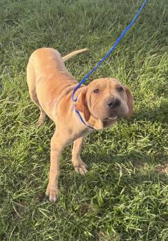 Hope-Sweetest baby girl who survived house of horror needs hero -  Shar Pei and Mastiff Dog for Adoption in Conway, South Carolina - Hope-Sweetest Baby Girl Who Survived House Of Horror Needs Hero | PetCurious