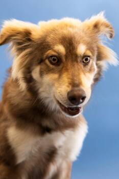 Ferggie -  Husky and Mixed Breed Dog Available for Adoption in Clarksville, Tennessee - Ferggie | PetCurious