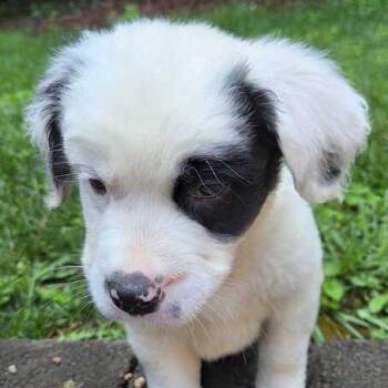 Panini -  Bernese Mountain Dog and Saint Bernard Dog for Adoption in Johnson City, Tennessee - Panini | PetCurious