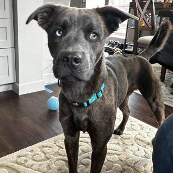 Pit Bull Terrier and Mixed Breed Dogs Available for Adoption - Gregor | PetCurious