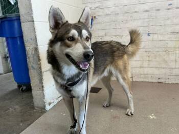 ENZO -  Siberian Husky Dog for Adoption in San Bernardino, California - ENZO | PetCurious