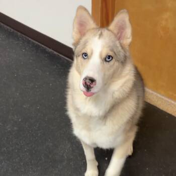Husky and Pomeranian Dogs Available for Adoption - Shala | PetCurious