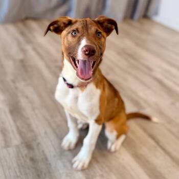 Black Mouth Cur and Mixed Breed Dogs Available for Adoption in Green Bay, Wisconsin - Chloe | PetCurious