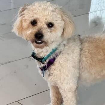 Charlie Brown -  Pekingese and Poodle Dog for Adoption in Alafaya, Florida - Charlie Brown | PetCurious