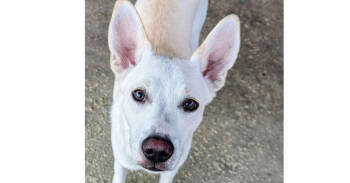 Rescue Husky and Labrador Retriever Dogs for Adoption in Greater Northdale, Florida - Bolt | PetCurious