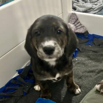 Beagle and Poodle Dogs Available for Adoption - Annie