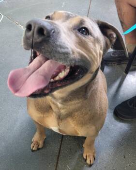 American Bully Dogs Available for Adoption in Lawrenceville, Georgia - Pen 110 Taco | PetCurious