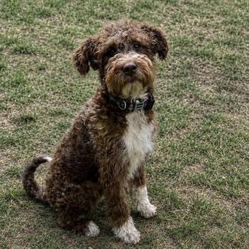 Hanson -  Labradoodle Dog for Adoption in Pelham, New Hampshire - Hanson | PetCurious