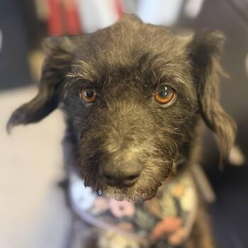 Ms. Gorgeous Lupita -  Wirehaired Terrier Dog for Adoption in Ridgefield, Washington - Ms. Gorgeous Lupita | PetCurious