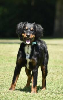 Bailey Girl -  Australian Shepherd Dog for Adoption in Franklin, Tennessee - Bailey Girl | PetCurious