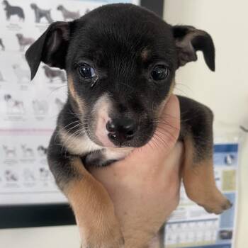 Pup 10 -  Rat Terrier and Mixed Breed Dog for Adoption in Galax, Virginia - Pup 10 | PetCurious