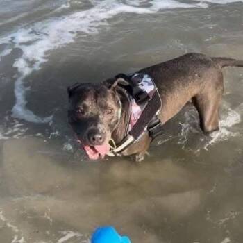 Eli -  American Staffordshire Terrier and Mixed Breed Dog for Adoption in Tomball, Texas - Eli | PetCurious