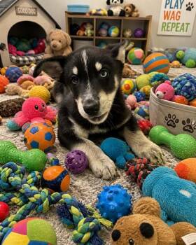 Akita and Mixed Breed Dogs Available for Adoption in Globe, Arizona - MAXIMUS | PetCurious