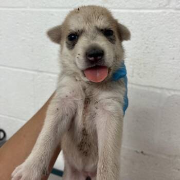 Eloise E2 -  Husky and Mixed Breed Dog for Adoption in Edinburg, Texas - Eloise E2 | PetCurious
