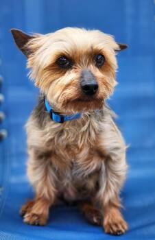 Yorkshire Terrier Dogs Available for Adoption in Lisbon, Iowa - Ricky | PetCurious