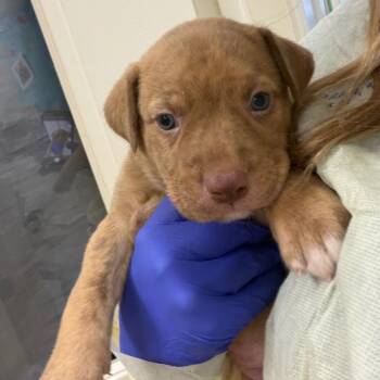 California Gurl -  Mixed Breed Dog for Adoption in Pekin, Illinois - California Gurl | PetCurious