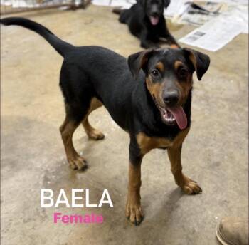 Baela -  Labrador Retriever Dog for Adoption in Pembroke, Massachusetts - Baela | PetCurious
