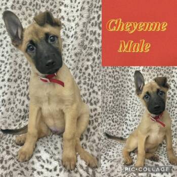 Belgian Shepherd Malinois Dogs Available for Adoption in Manchester, Connecticut - Cheyenne | PetCurious