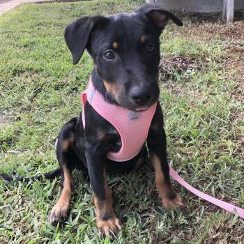 Koda (Julia) -  Shepherd and Terrier Dog for Adoption in Conroe, Texas - Koda (Julia) | PetCurious