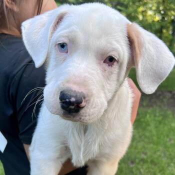 Australian Shepherd Dogs Available for Adoption in Krum, Texas - Affogato | PetCurious