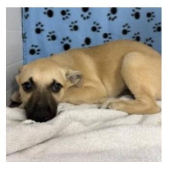 Heather -  Husky and Shepherd Dog for Adoption in Clearwater, Florida - Heather | PetCurious