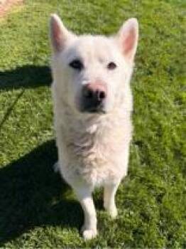 Nanook -  Husky Dog for Adoption in Redmond, Oregon - Nanook | PetCurious