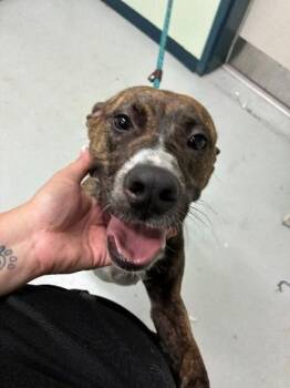 Brindle -  Mixed Breed Dog for Adoption in Savannah, Georgia - Brindle | PetCurious