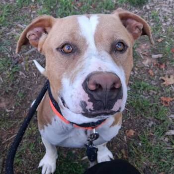 Ravioli -  American Staffordshire Terrier Dog for Adoption in Greensboro, North Carolina - Ravioli | PetCurious