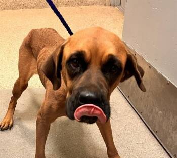 SANDRA -  Mastiff Dog for Adoption in Doral, Florida - SANDRA | PetCurious