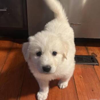 Ayla -  Mixed Breed Dog for Adoption in Fredericksburg, Virginia - Ayla | PetCurious